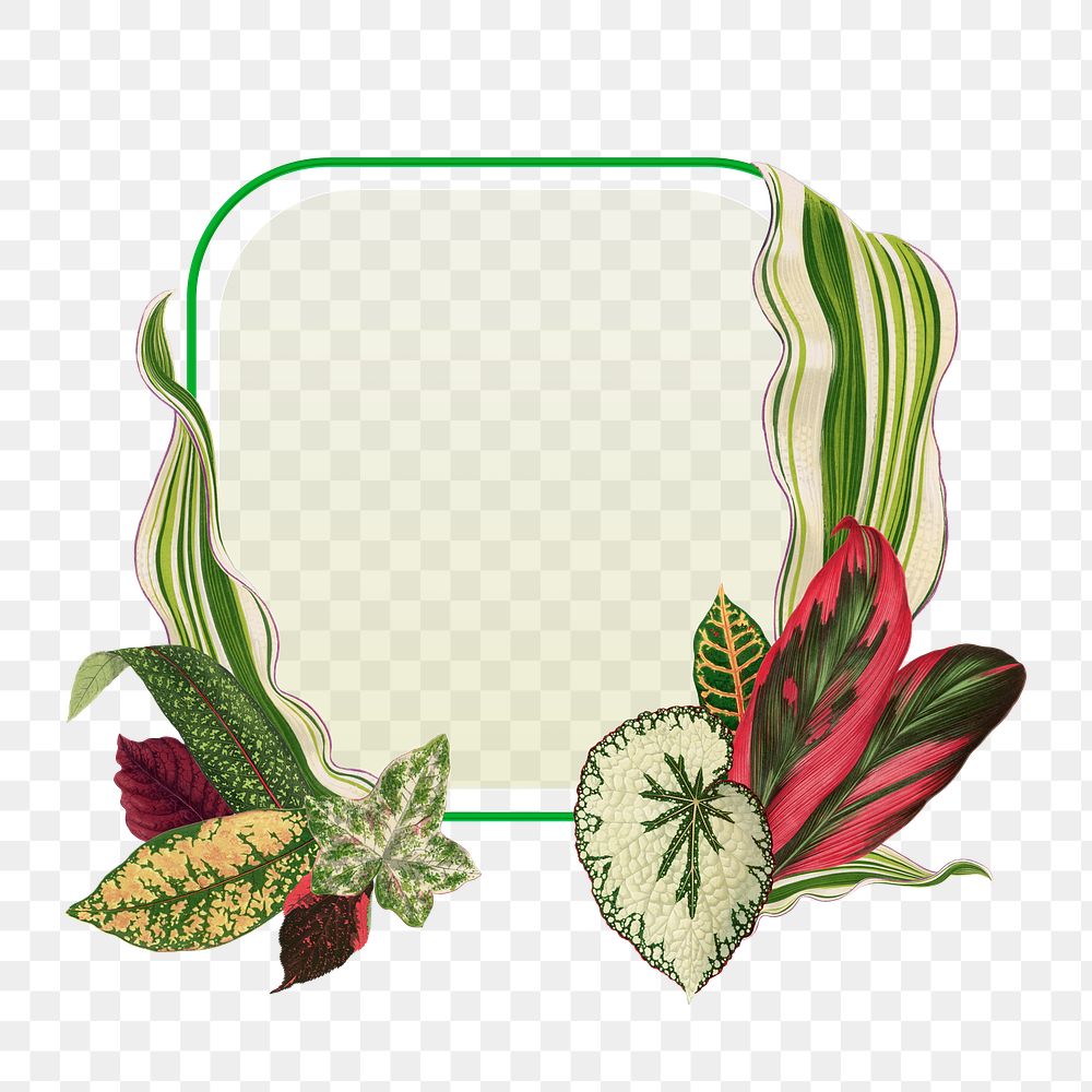 Leaf frame png, green botanical illustration, transparent background