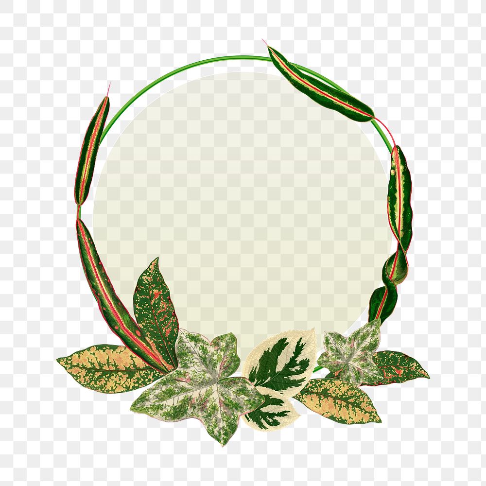 Leaf frame png, green botanical illustration, transparent background