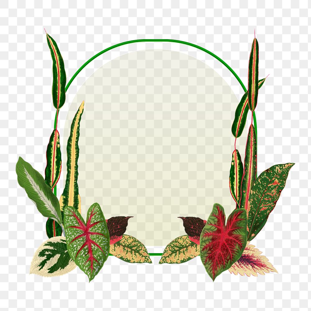 Leaf frame png, green botanical illustration, transparent background