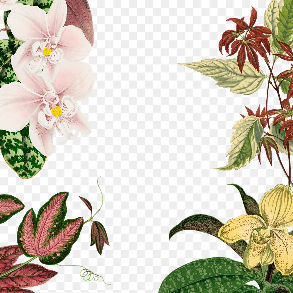 Aesthetic flower frame png, floral illustration, transparent background