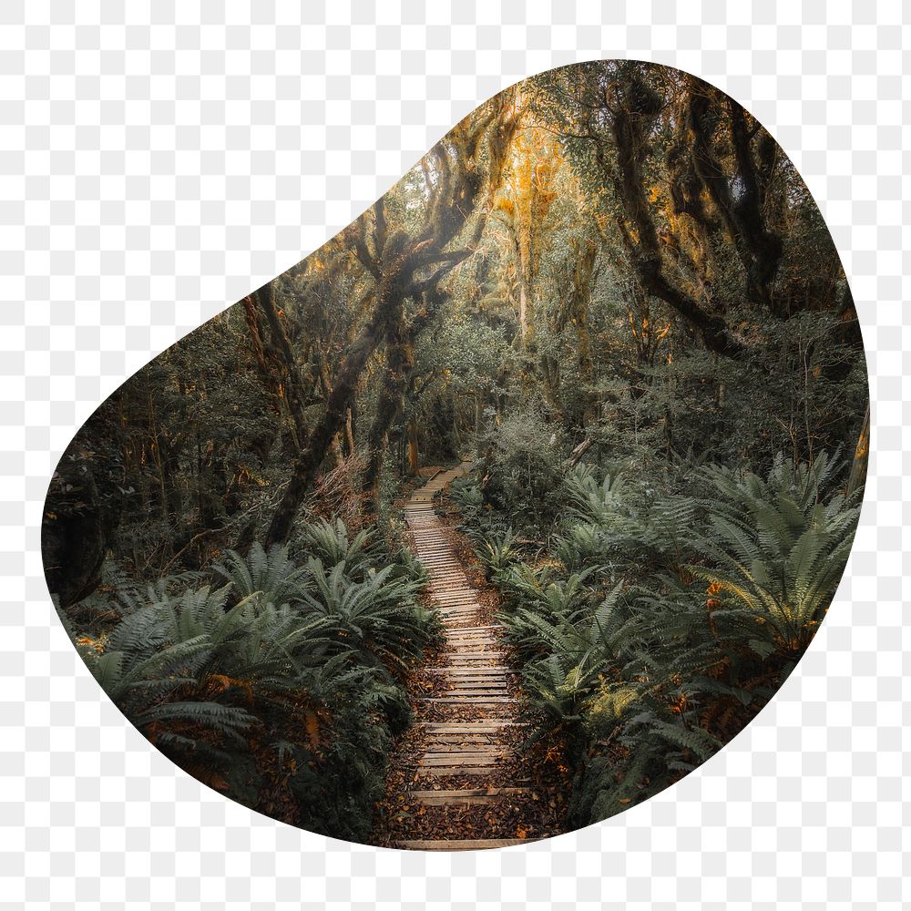 Forest pathway png badge sticker, nature photo in blob shape, transparent background
