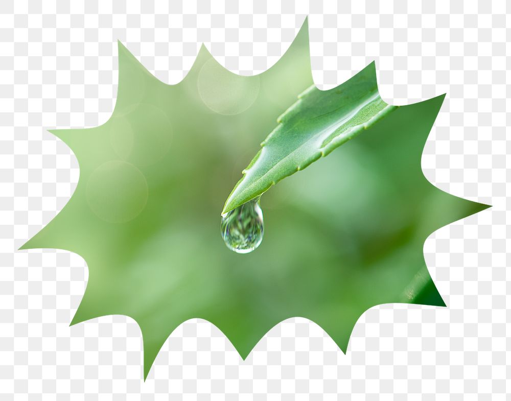 Water drop png leaf badge sticker, environment photo in bang  shape, transparent background