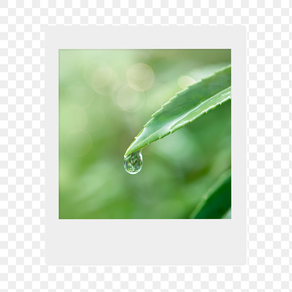 Water drop png leaf sticker, environment  instant photo, transparent background
