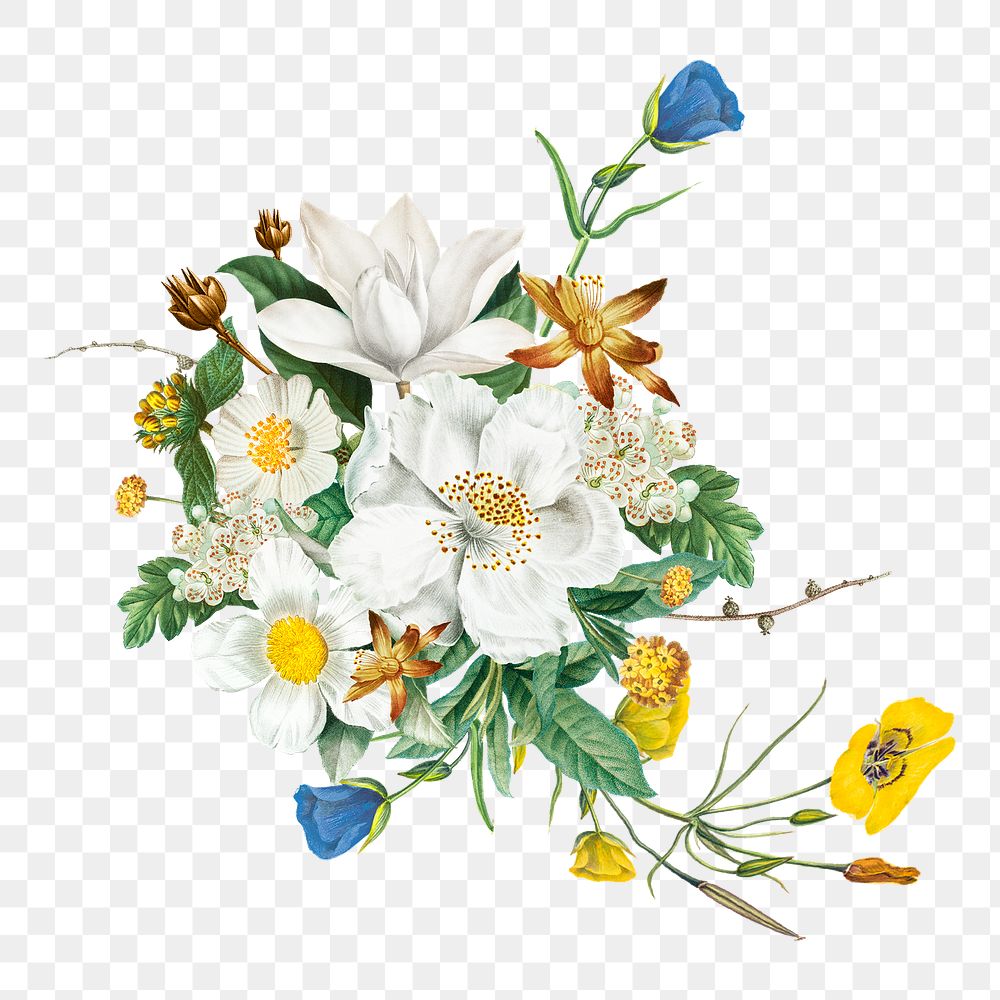 Png white flower bouquet  sticker, botanical transparent background