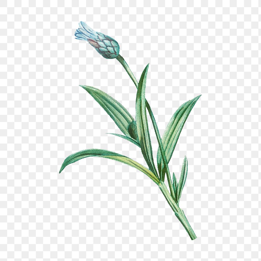Cornflower png sticker, blue botanical transparent background