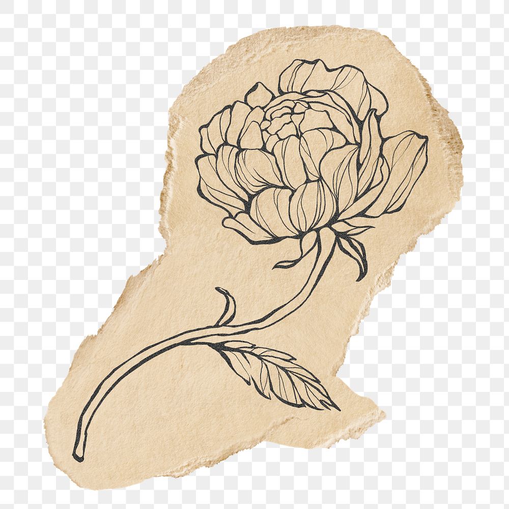 Peony png sticker, line art on ripped paper transparent background