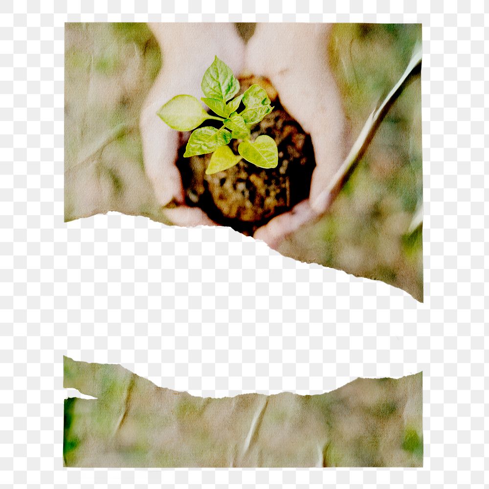 Environment png ripped poster, hand cupping plant image on transparent background