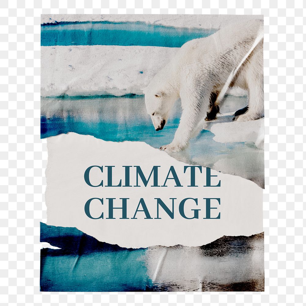 Climate change png ripped poster, polar bear stepping on ice, transparent background