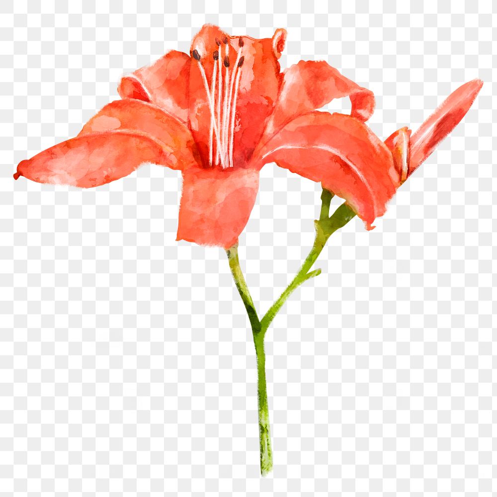 Daylily flower png, watercolor collage element, transparent background