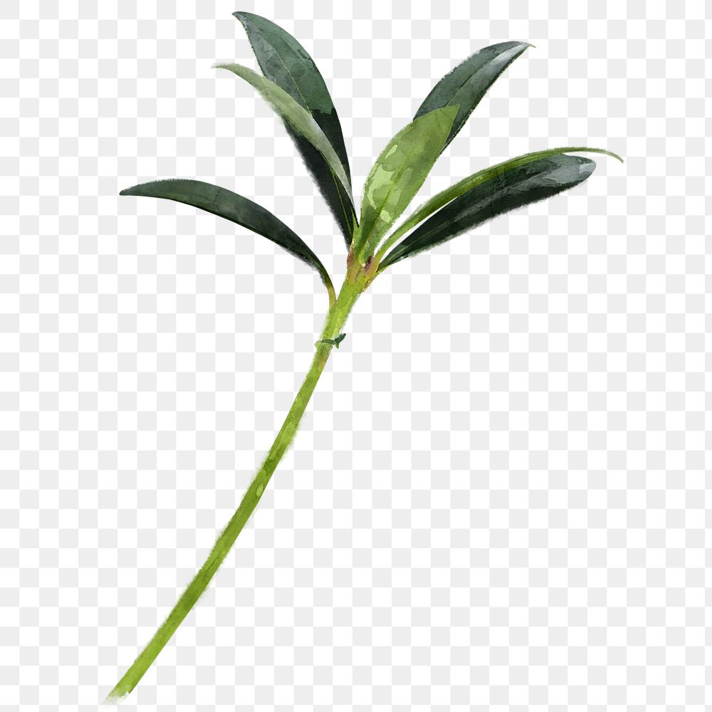 Watercolor plant png, oleander leaf collage element, transparent background