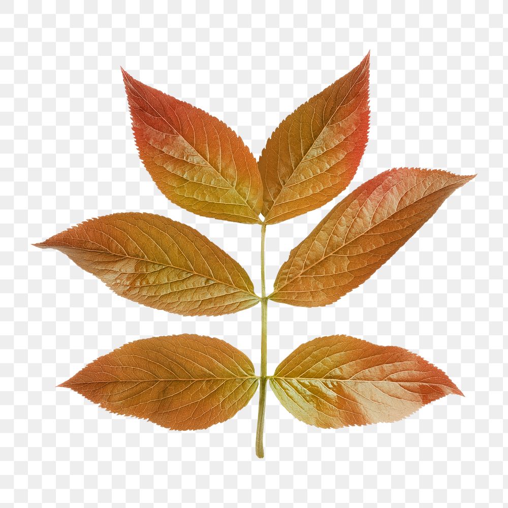 Autumn leaf png branch sticker, Fall season aesthetic, transparent background