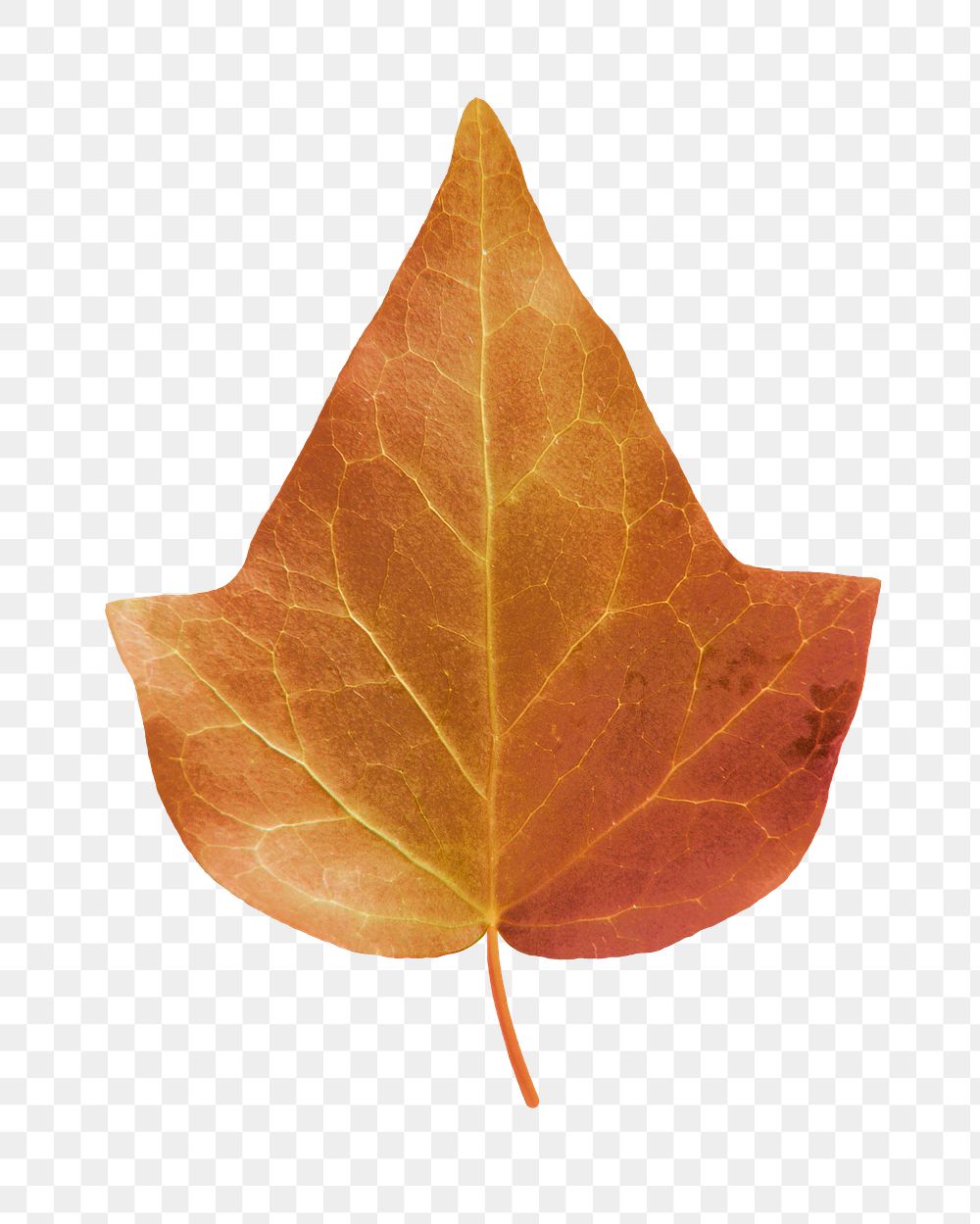 Autumn Ivy png leaf sticker, Fall season aesthetic, transparent background