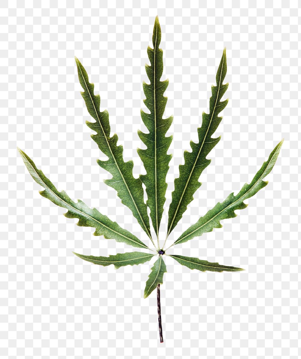 Marijuana leaf png sticker, plant cut out, transparent background