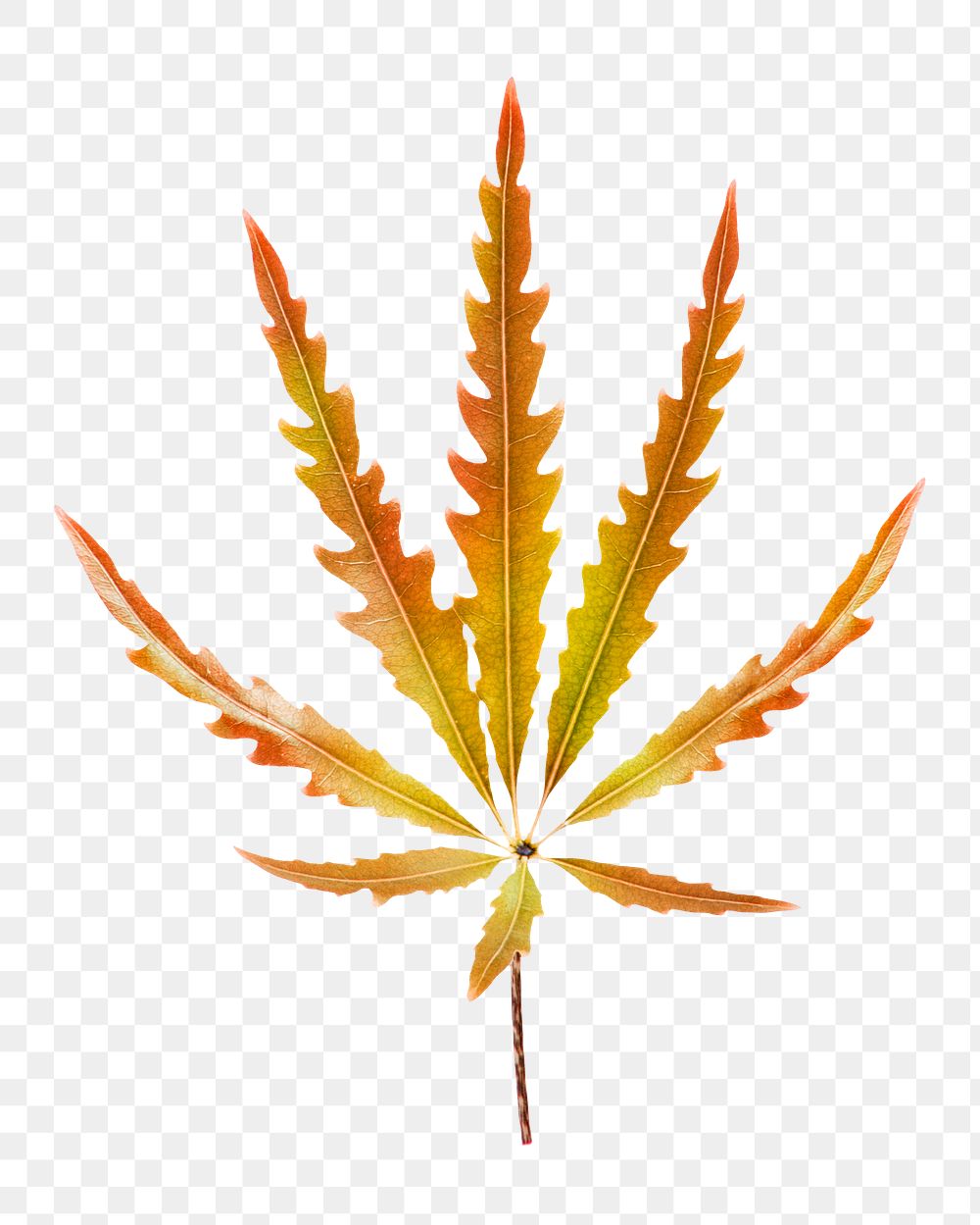 Orange Marijuana png leaf sticker, aesthetic, transparent background