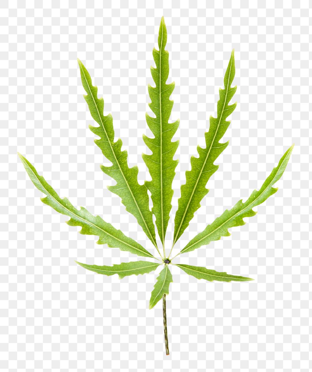 Marijuana leaf png sticker, cut out, transparent background