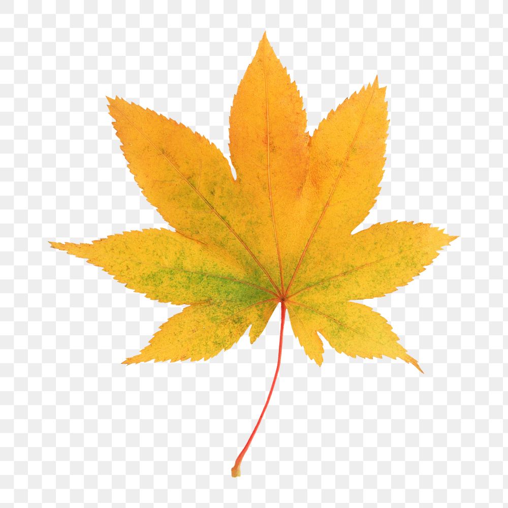 Autumn maple png leaf sticker, season aesthetic on transparent background