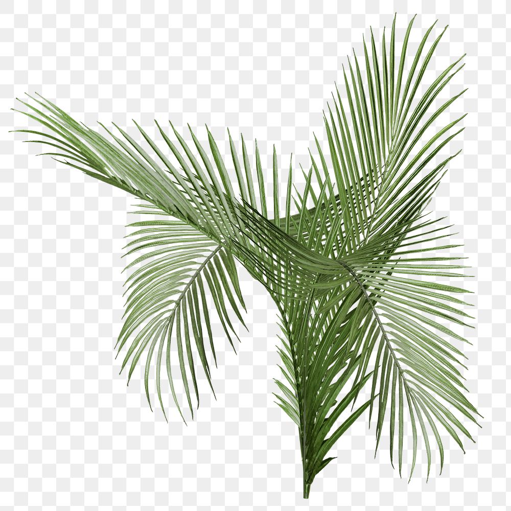 Areca palm leaf png sticker, cut out, transparent background