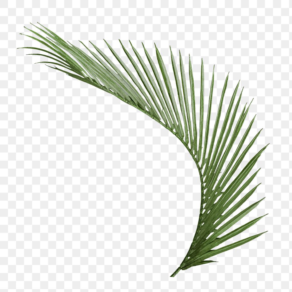 Palm leaf png sticker, tropical cut out on transparent background