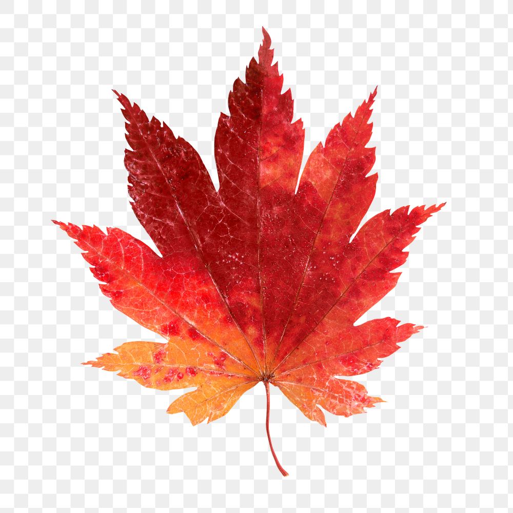 Autumn maple png leaf sticker, season aesthetic on transparent background