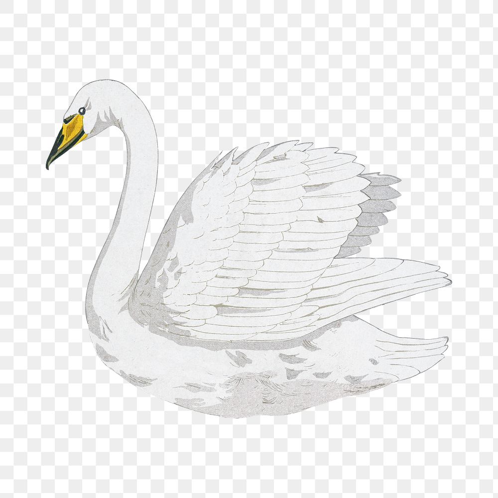 Vintage swan png sticker, bird animal illustration, transparent background