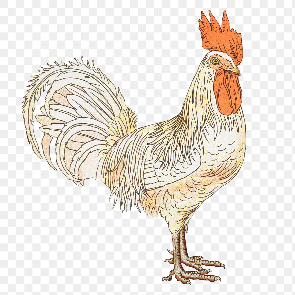 Vintage chicken png sticker, farm animal illustration, transparent background