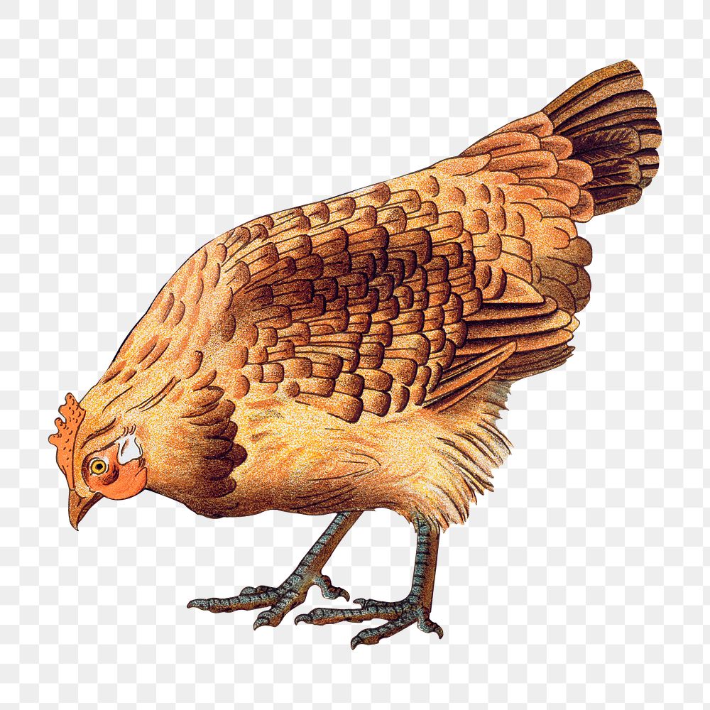 Vintage chicken png sticker, farm animal illustration, transparent background