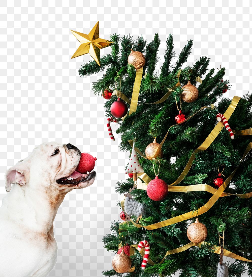 Christmas dog png sticker, transparent background