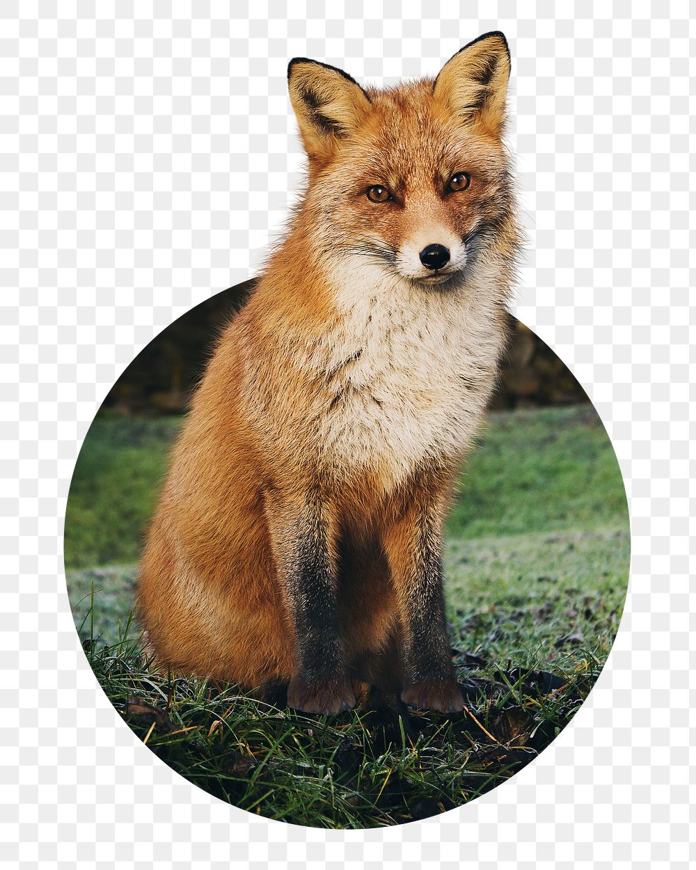 Red fox png badge sticker, animal in circle shape photo, transparent background