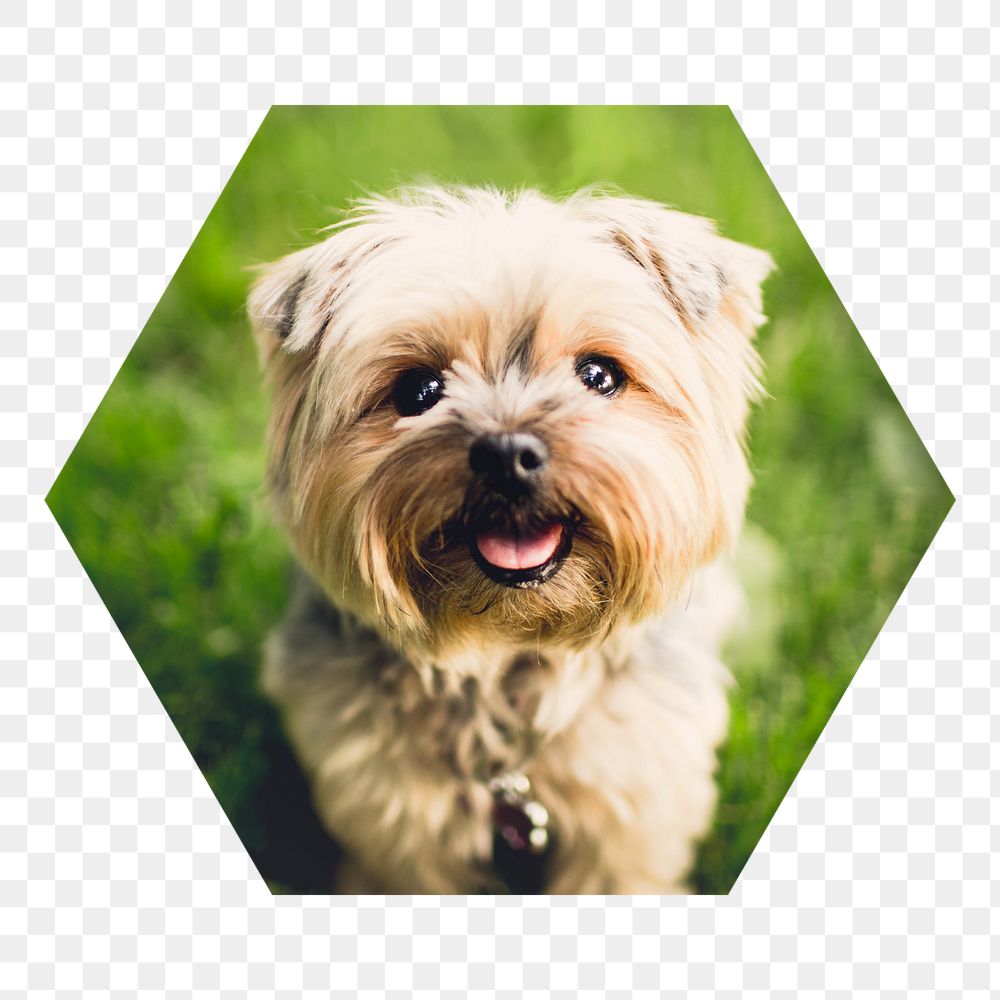 Png Silky Terrier puppy badge sticker, pet photo in hexagon shape, transparent background