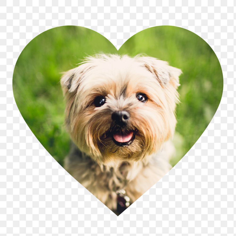 Png Silky Terrier puppy badge sticker, pet photo in heart shape, transparent background