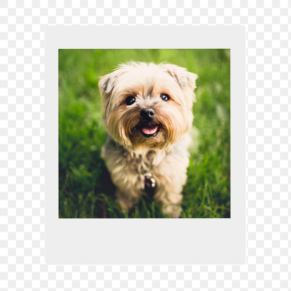 Png Silky Terrier puppy sticker, pet  instant photo, transparent background