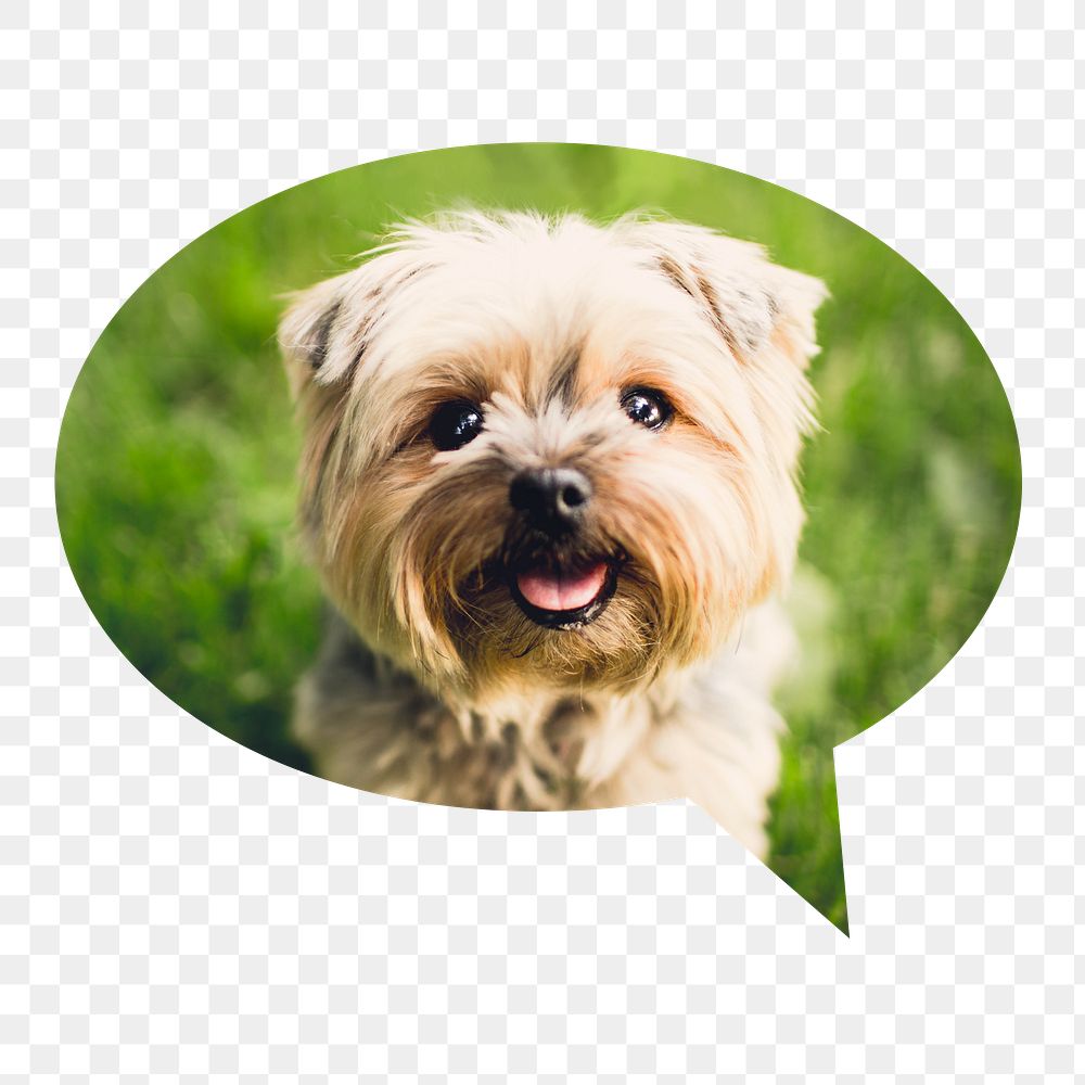 Png Silky Terrier puppy badge sticker, pet photo in speech bubble, transparent background