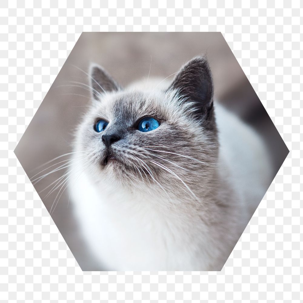 Ragdoll cat png badge sticker, pet photo in hexagon shape, transparent background