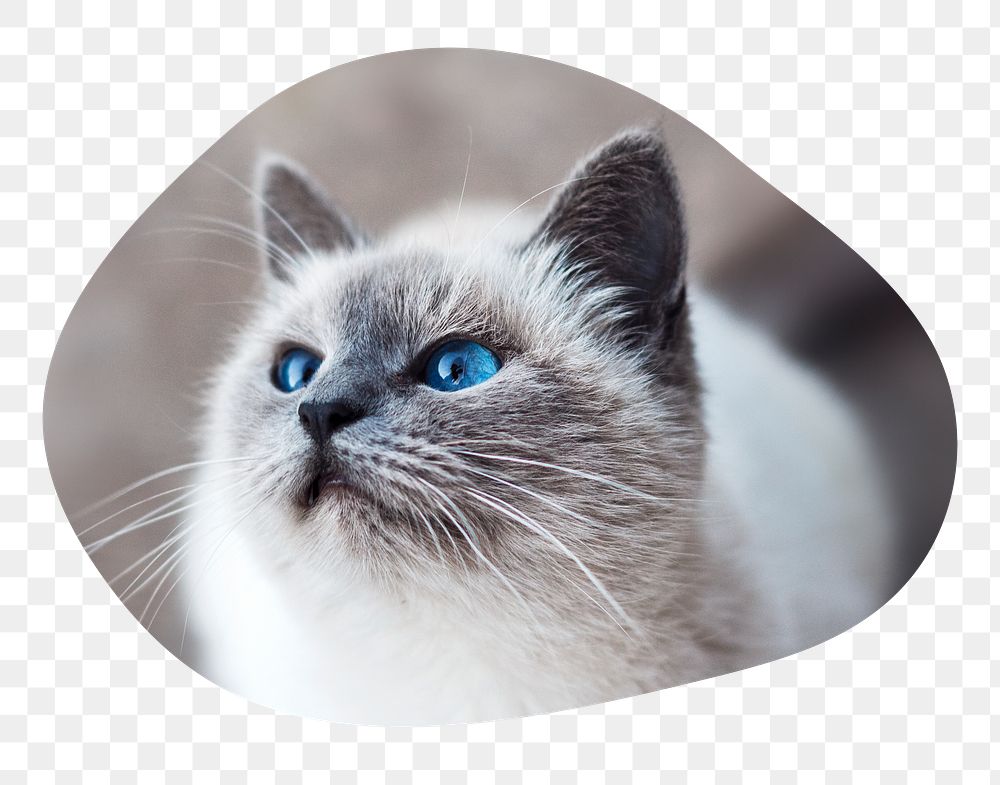 Ragdoll cat png badge sticker, pet photo in blob shape, transparent background