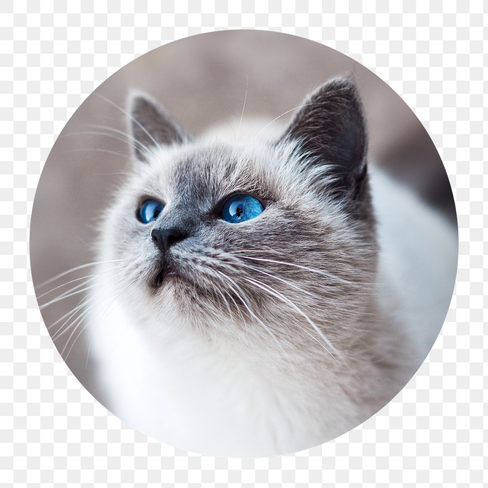 Ragdoll cat png badge sticker, animal photo, transparent background