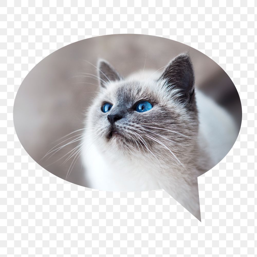 Ragdoll cat png badge sticker, pet photo in speech bubble, transparent background