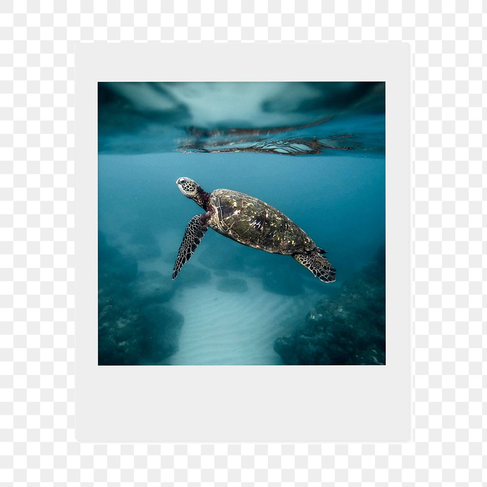 Sea turtle png sticker, animal  instant photo, transparent background