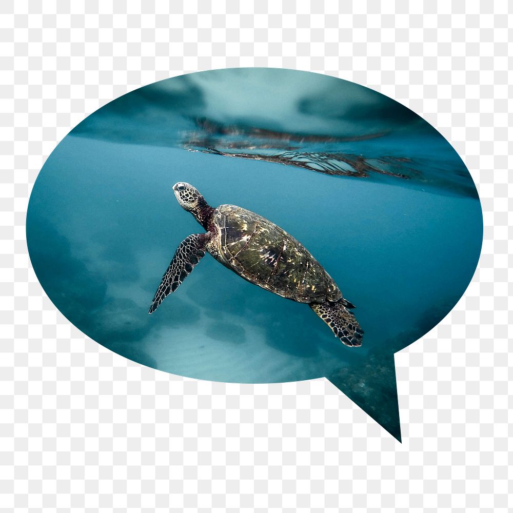 Sea turtle png badge sticker, animal photo in speech bubble, transparent background