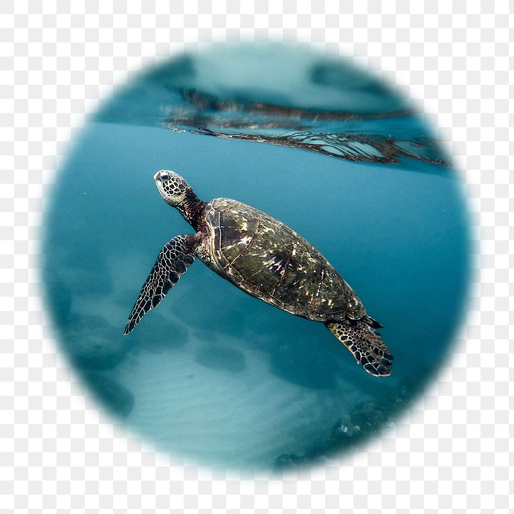 Sea turtle png badge sticker, animal photo in soft edge circle, transparent background