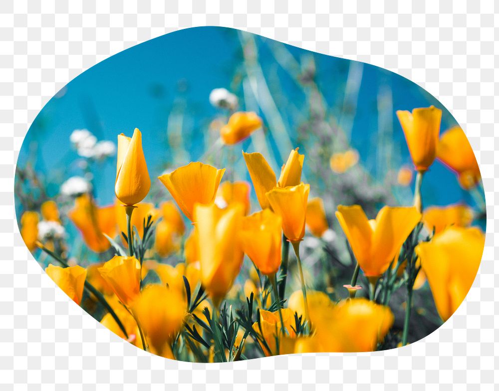 Yellow tulip png field badge sticker, Spring photo in blob shape, transparent background