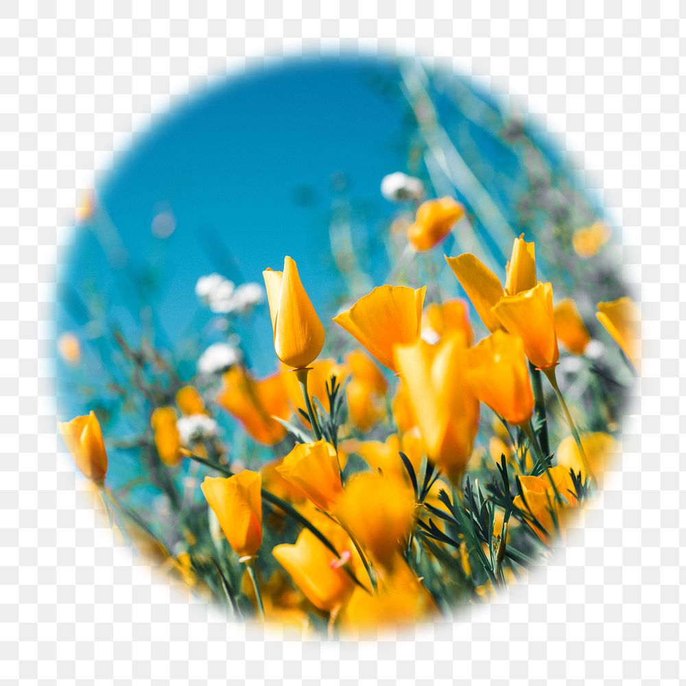 Yellow tulip png field badge sticker, Spring photo in soft edge circle, transparent background