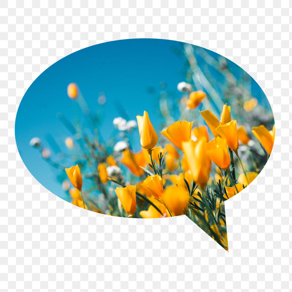 Yellow tulip png field badge sticker, Spring photo in speech bubble, transparent background
