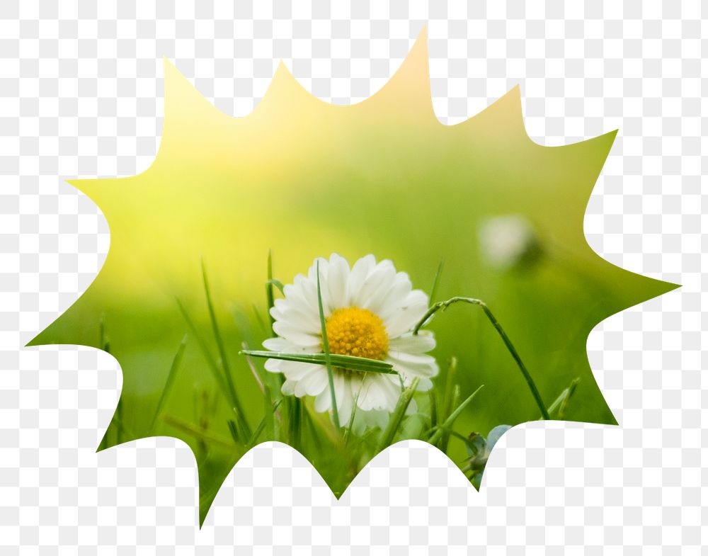 White daisy png flower badge sticker, Spring photo in bang  shape, transparent background