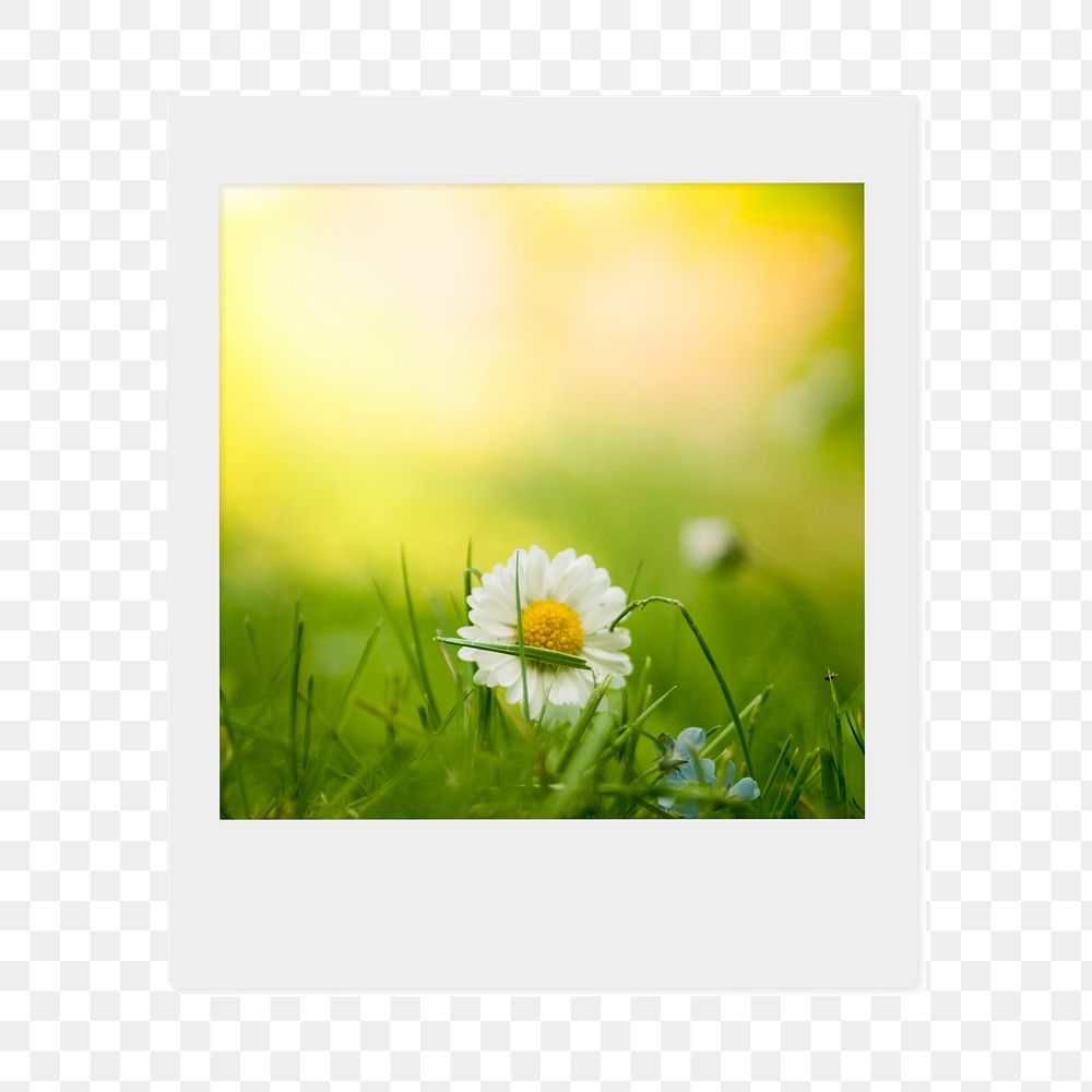 White daisy png flower sticker, Spring  instant photo, transparent background