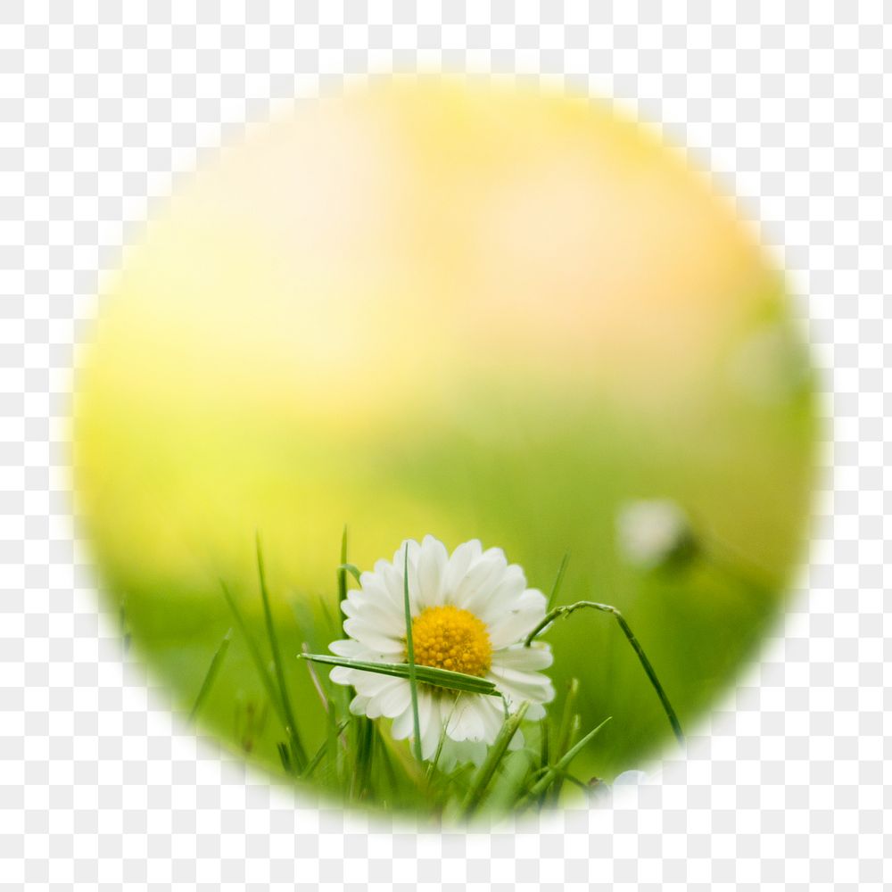 White daisy png flower badge sticker, Spring photo in soft edge circle, transparent background