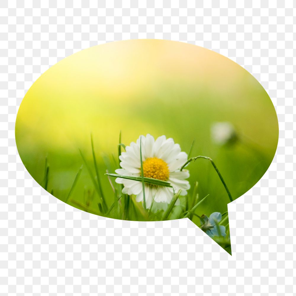 White daisy png flower badge sticker, Spring photo in speech bubble, transparent background