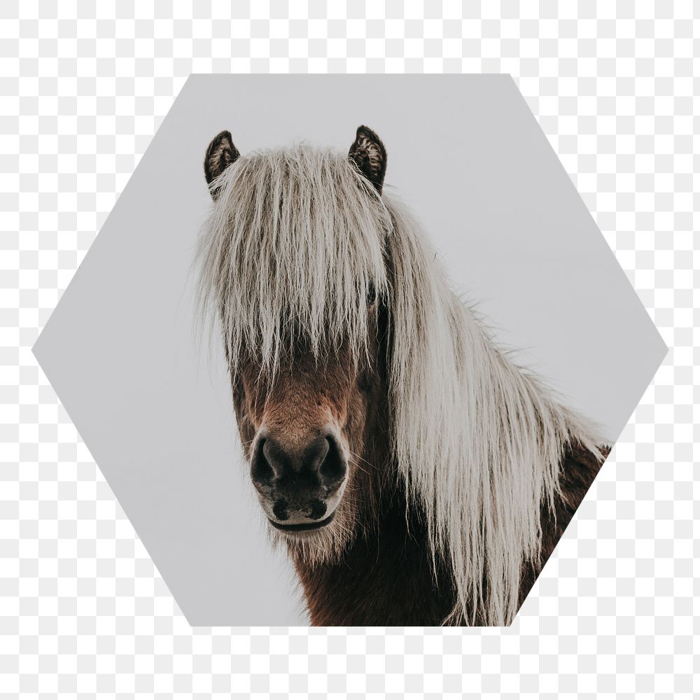 Horse portrait png badge sticker, animal photo in hexagon shape, transparent background