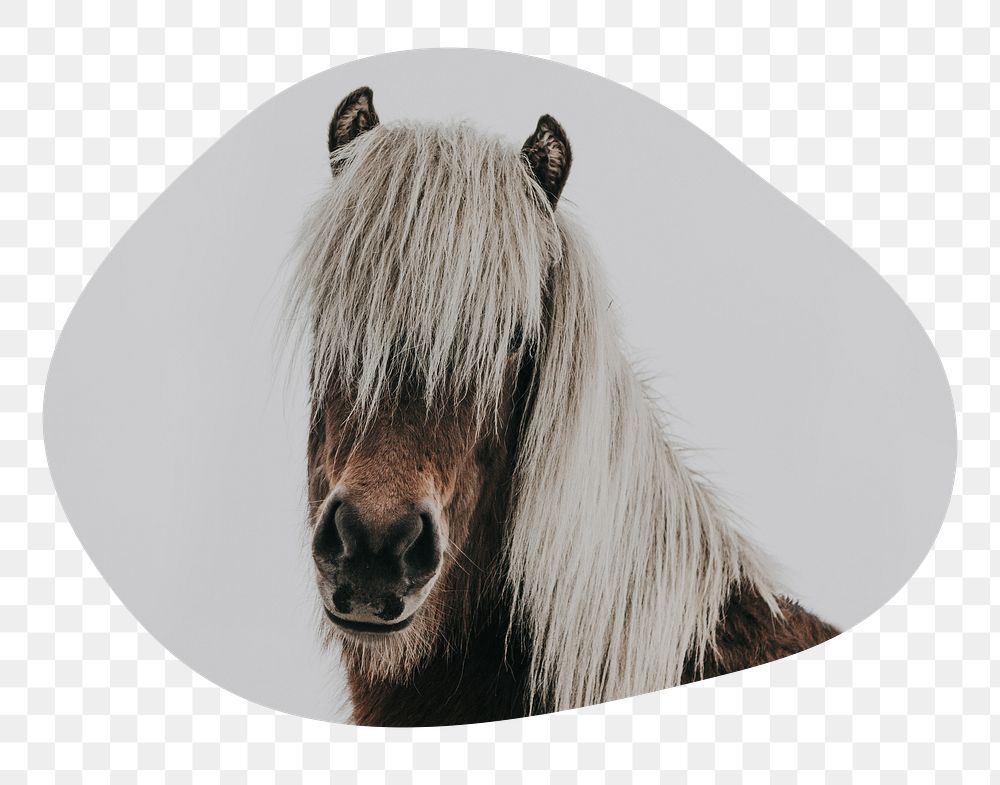 Horse portrait png badge sticker, animal photo in blob shape, transparent background