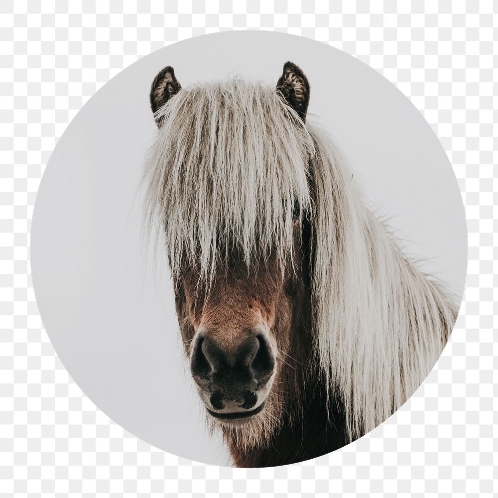 Horse portrait png badge sticker, animal photo, transparent background