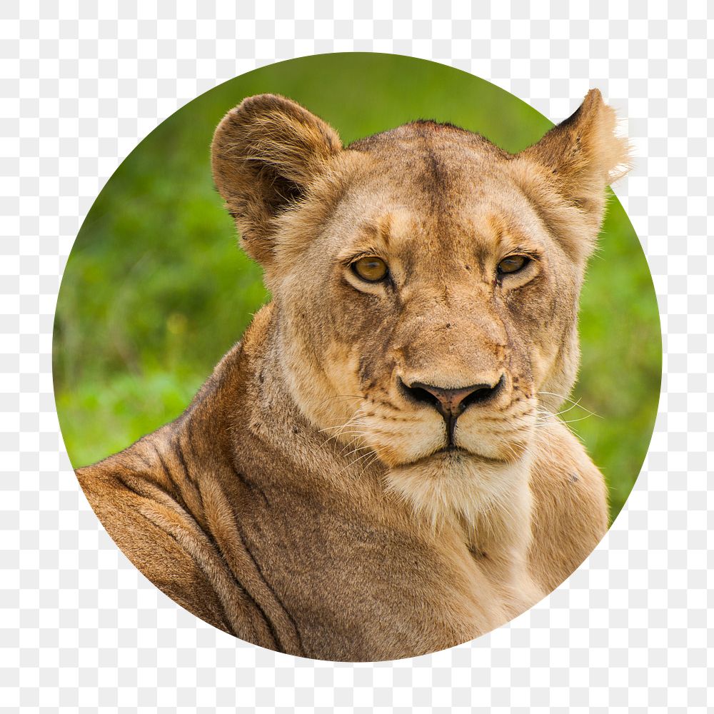 Lioness png badge sticker, wild animal photo, transparent background